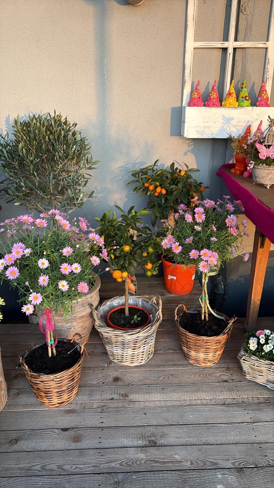 Topfpflanzen in Körben vor dem Blumenladen – Margeriten, Olivenbaum und Kumquat