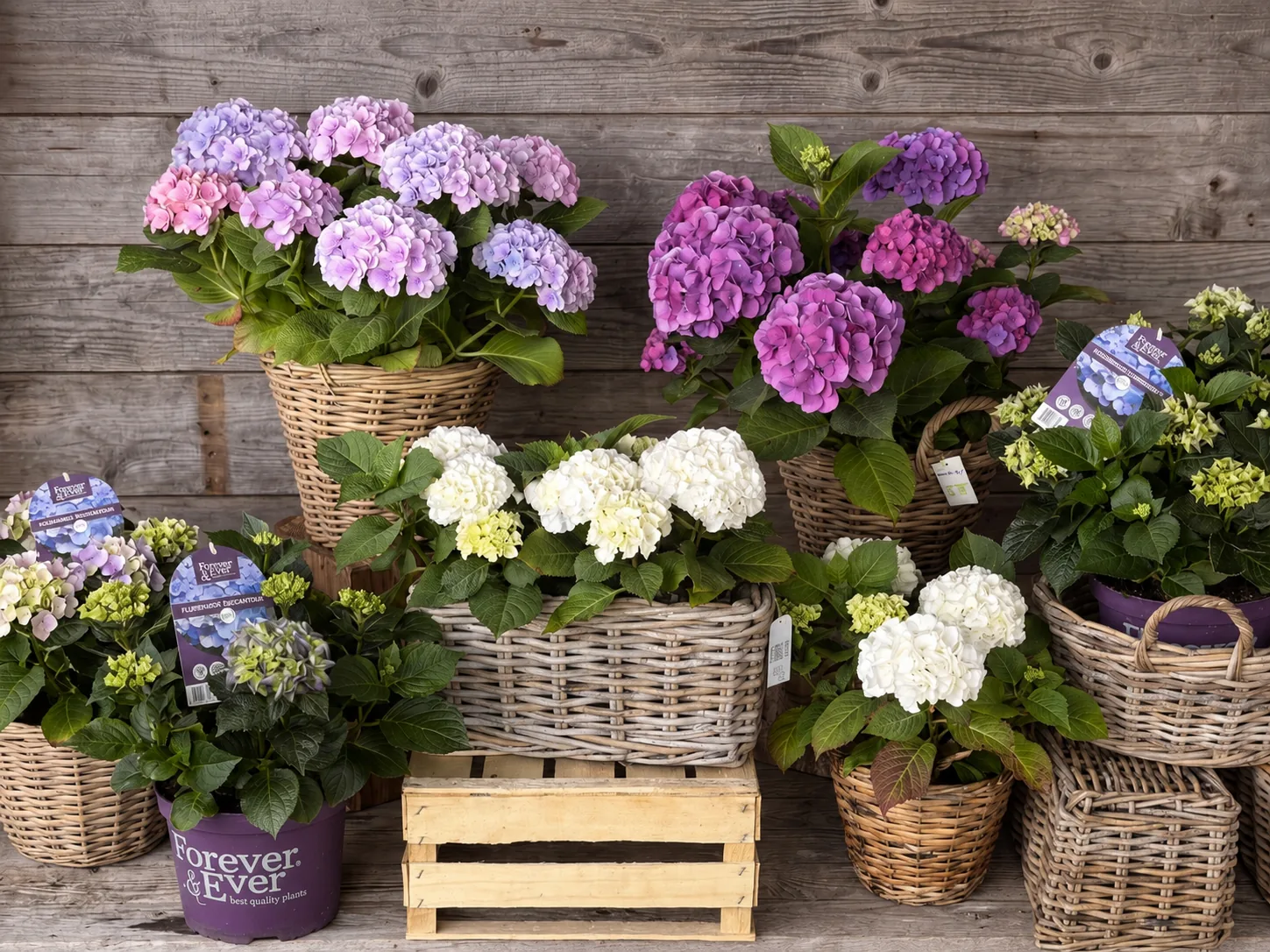 Topfpflanzen und Geschenkideen im Blumenladen Meckenbeuren